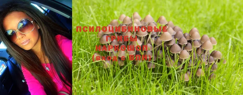 Псилоцибиновые грибы Psilocybe  магазин продажи   Мамадыш 